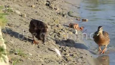 两只棕色鸭子在为一条鱼而战。 一只苍蝇在斯隆莫